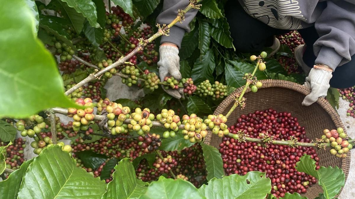 Una caficultora recoge granos de café verde (sin tostar) en la plantación que gestiona junto a su marido, en Vietnam.