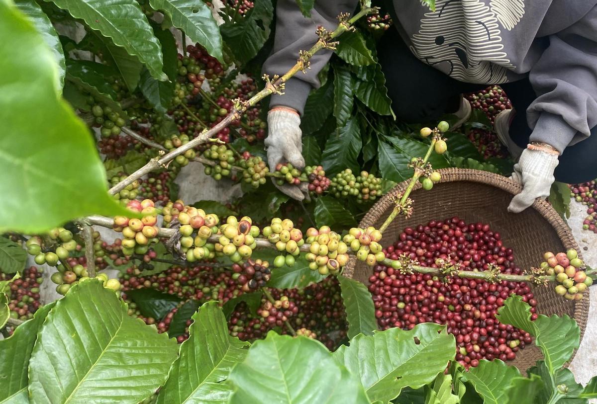 Una caficultora recoge granos de café verde (sin tostar) en la plantación que gestiona junto a su marido, en Vietnam.