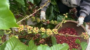 Una caficultora recoge granos de café verde (sin tostar) en la plantación que gestiona junto a su marido, en Vietnam.