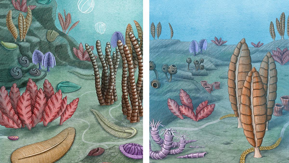 En el período Ediacárico existían organismos pluricelulares que diferían de todas las estructuras animales conocidas en la actualidad.
