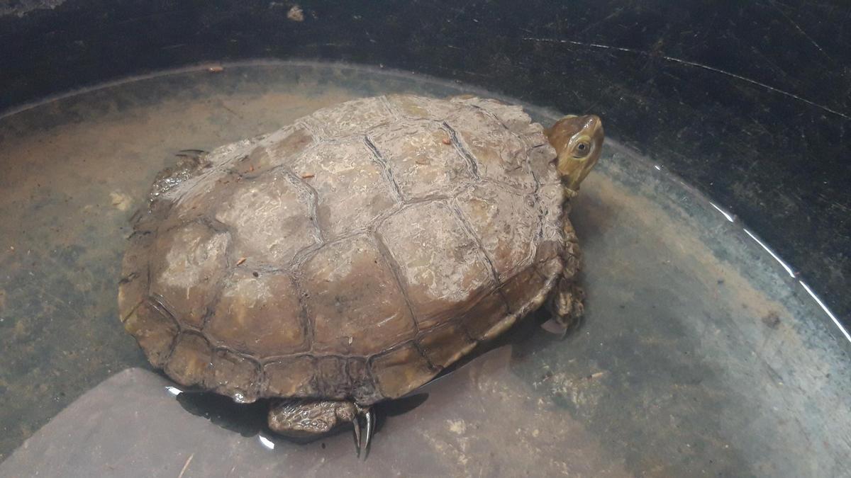 Un ejemplar adulto de la tortuga protegida por su vulnerabilidad y que habita El Hondo
