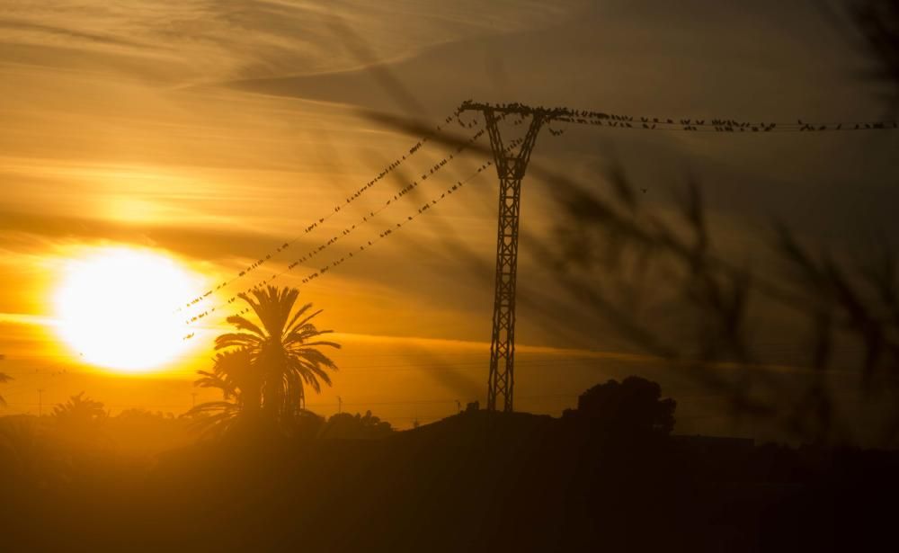 Invadidos por los estorninos en Alicante