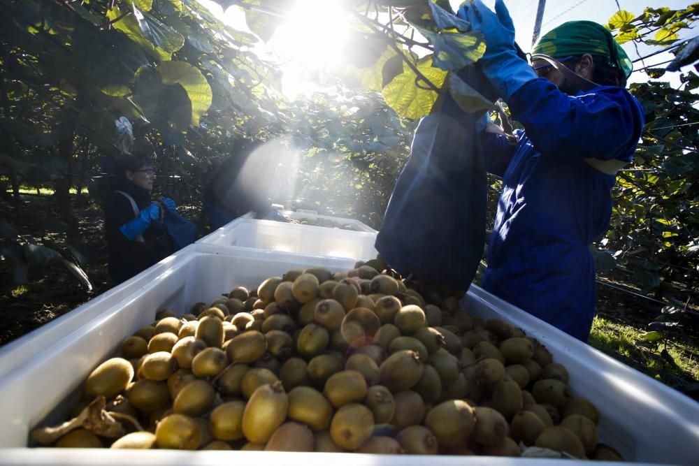 La recogida del kiwi en Pravia