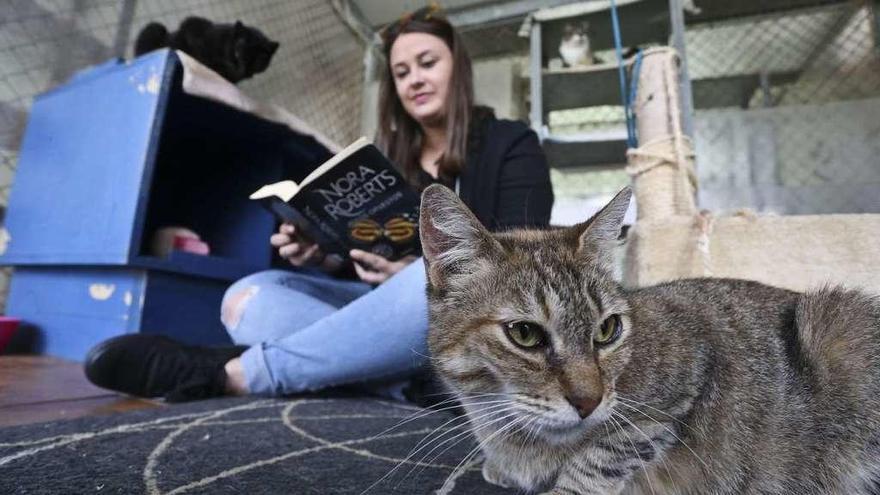 Verónica Rodríguez leyendo, el pasado mes de septiembre, en el recinto del albergue municipal de animales habilitado para enseñar a los gatos a socializar con las personas.