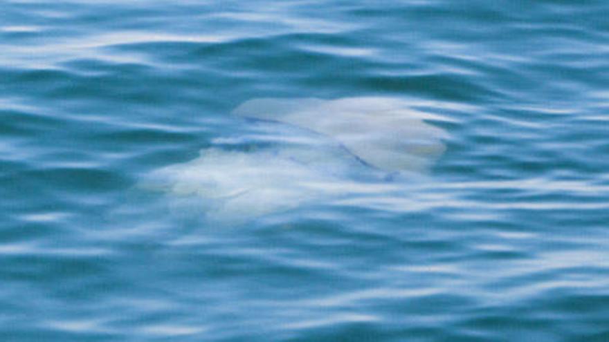 Medusas cerca de la playa de El Saler.