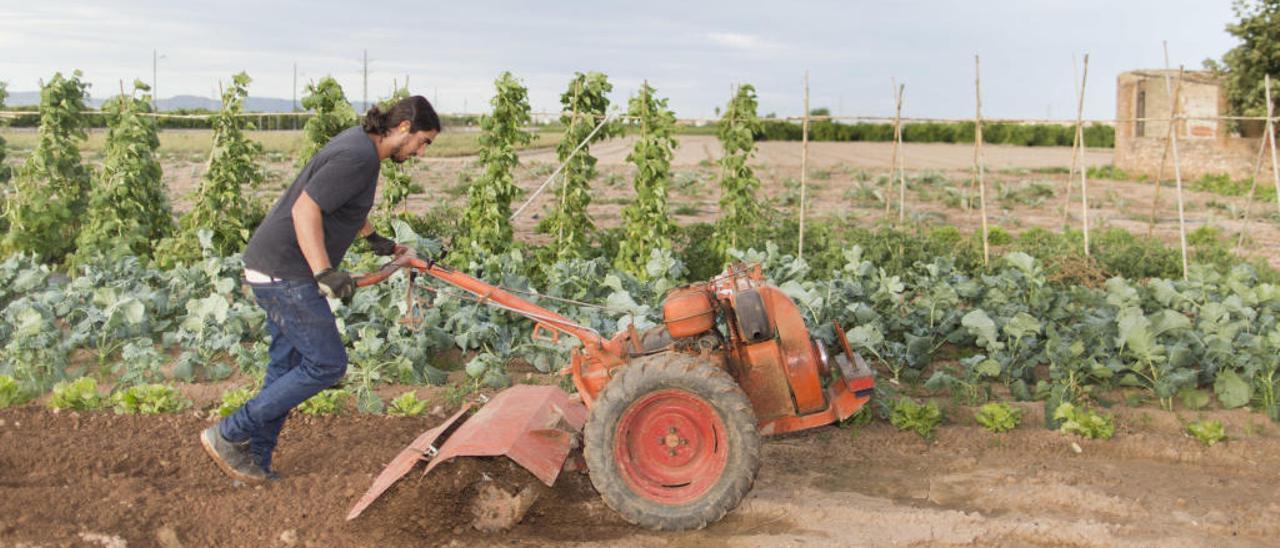 Los cultivos de cítricos, hortalizas y frutas ecológicas crecen hasta un 40 %