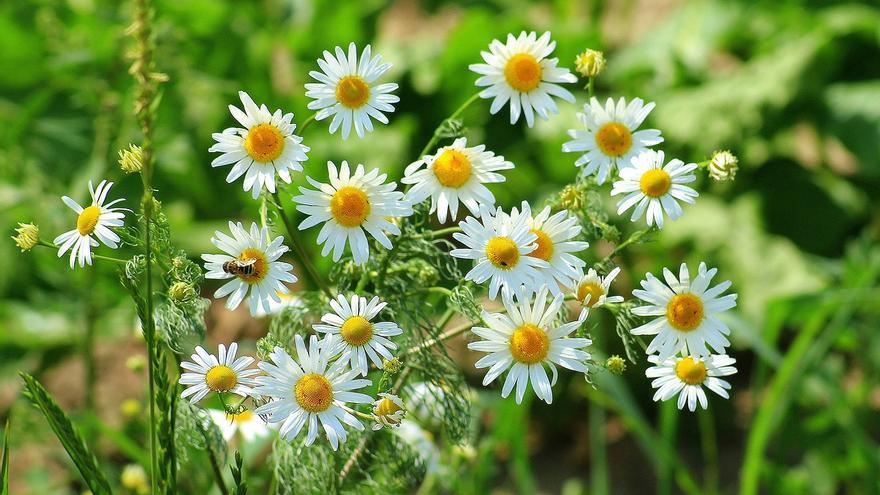 Plantas aromáticas que no pueden faltar en tu jardín: más allá de la cocina y la medicina