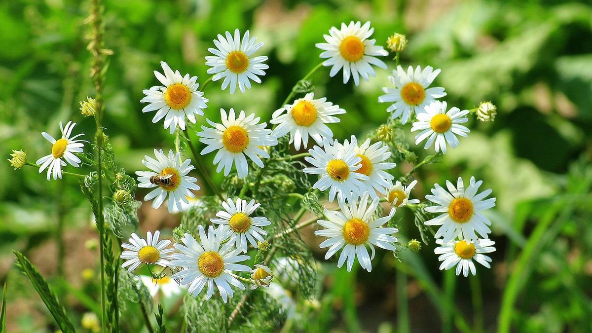 Las Mejores Plantas Aromáticas para un Jardín Impresionante y Aromático