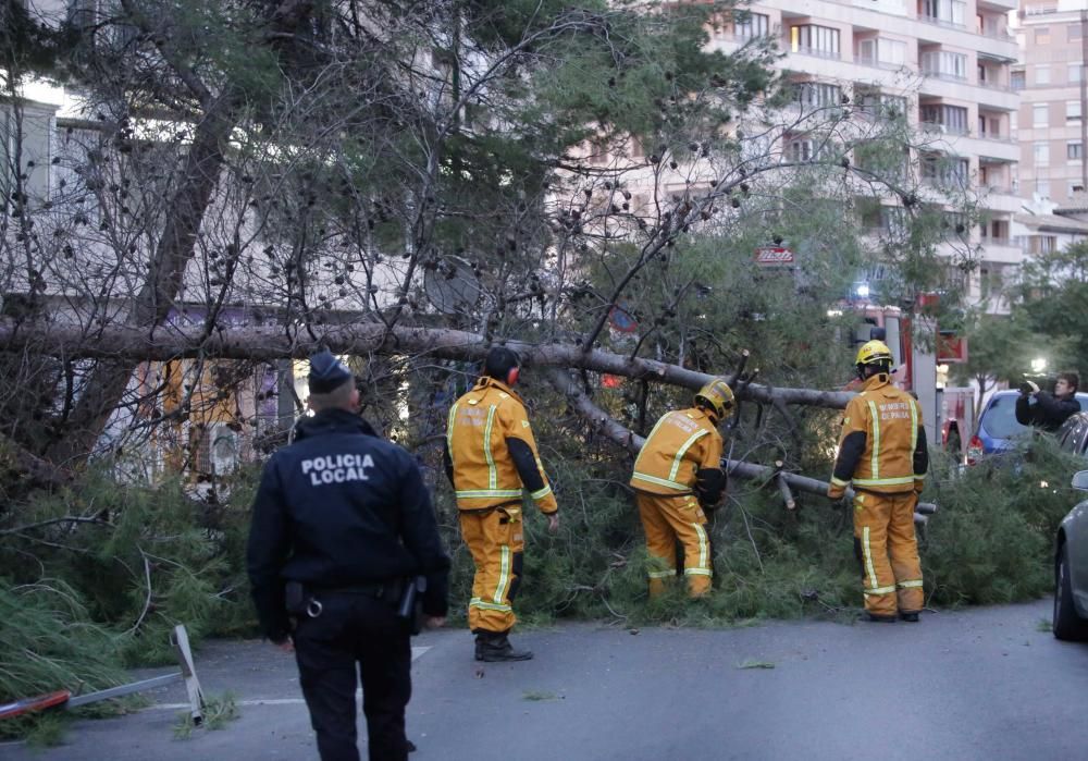 El vendaval provoca una treintena de incidentes en Palma