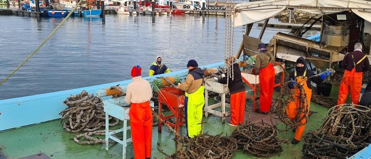 Proceso de &quot;encordado&quot; de mejilla en el puerto de Rianxo.