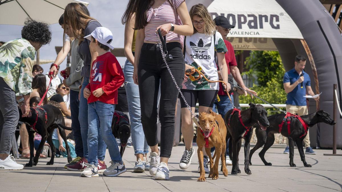 Imagen del desfile solidario de perros AUPA y Fundación Bioparc en la plaza exterior de Bioparc Valencia.
