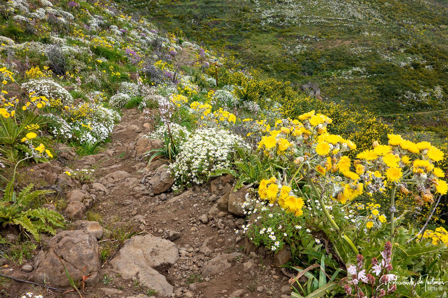 Ruta entre los Llanos de Ana López y Degollada Becerra, en Gran Canaria