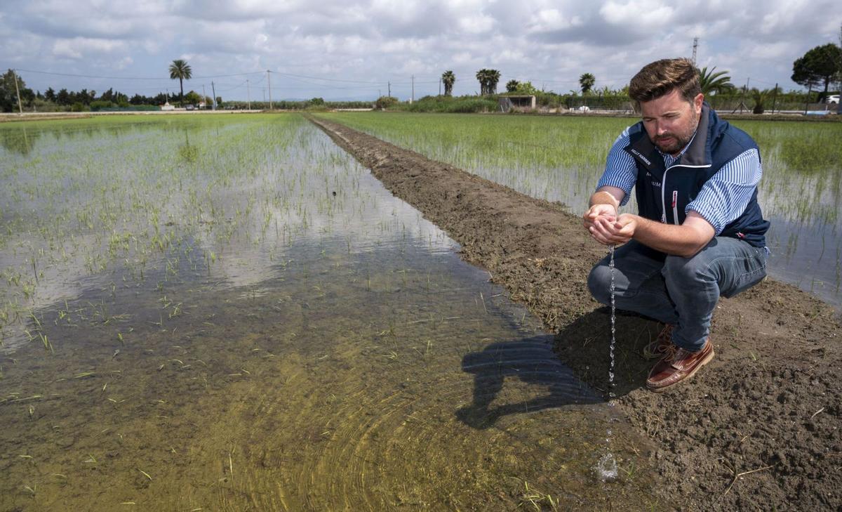 El delta de l’Ebre assaja cultius alternatius a l’arròs per la salinitat El delta de l’Ebre assaja cultius alternatius a l’arròs per la salinitat