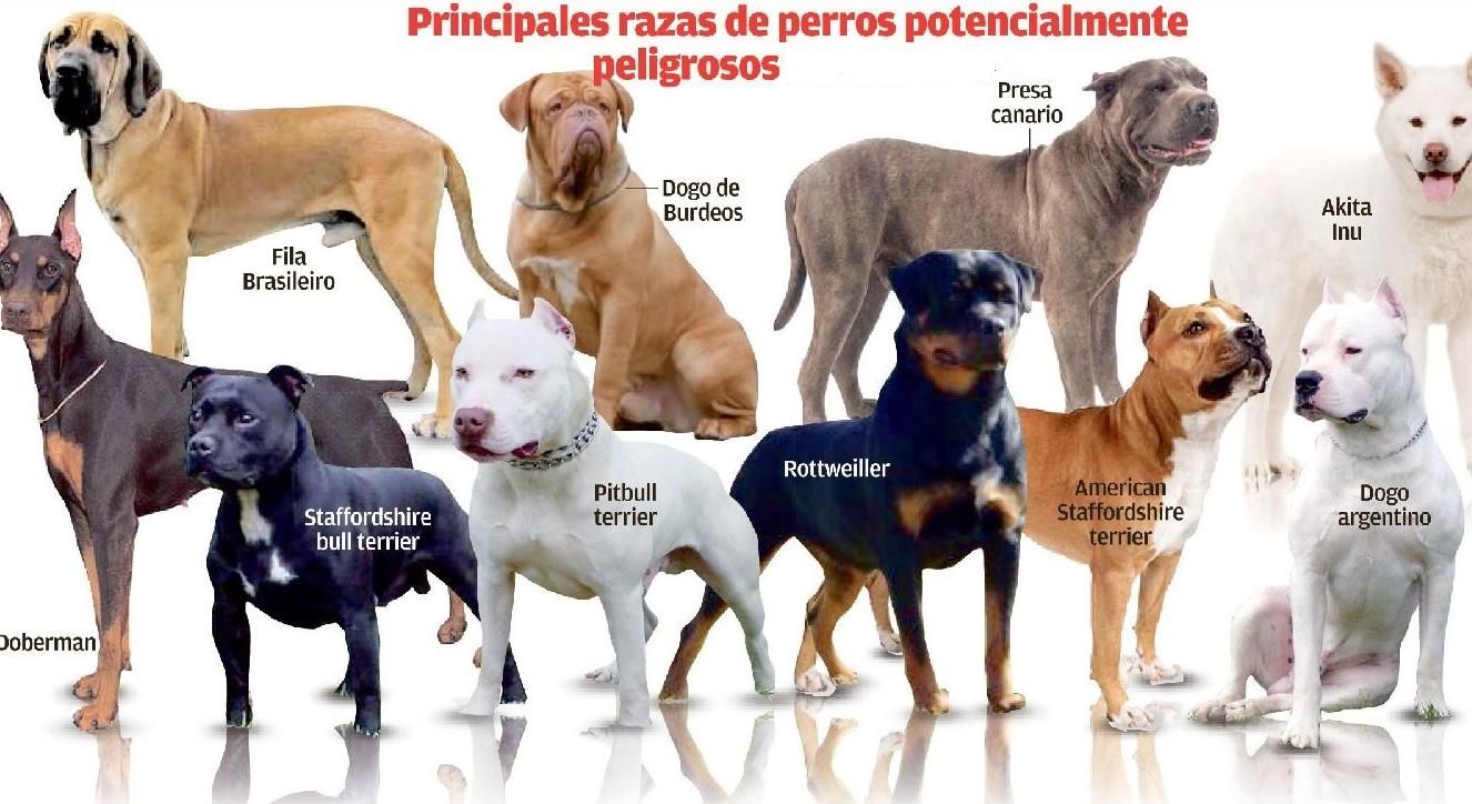 Perros de razas peligrosas en Zamora.