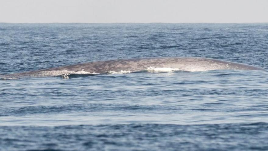 La ballena azul se deja querer en Galicia