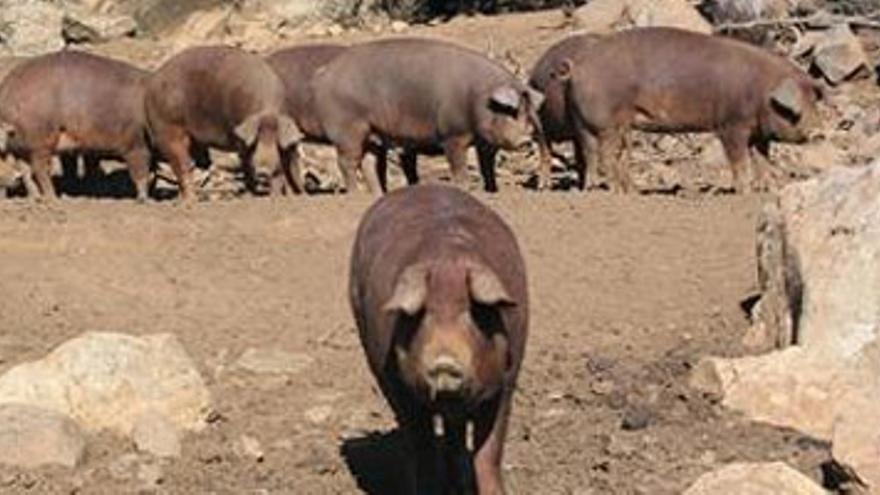 ¿Qué come el cerdo ibérico?