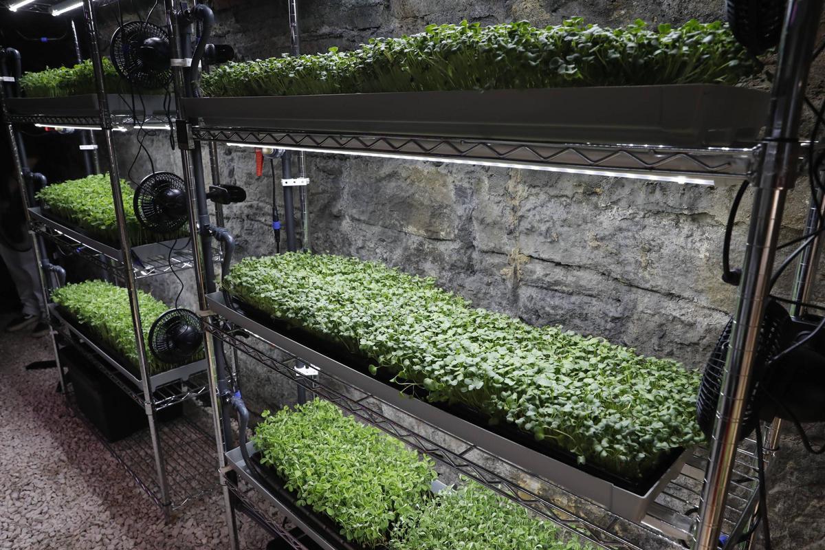 Proyecto de cultivos AgroCarrio