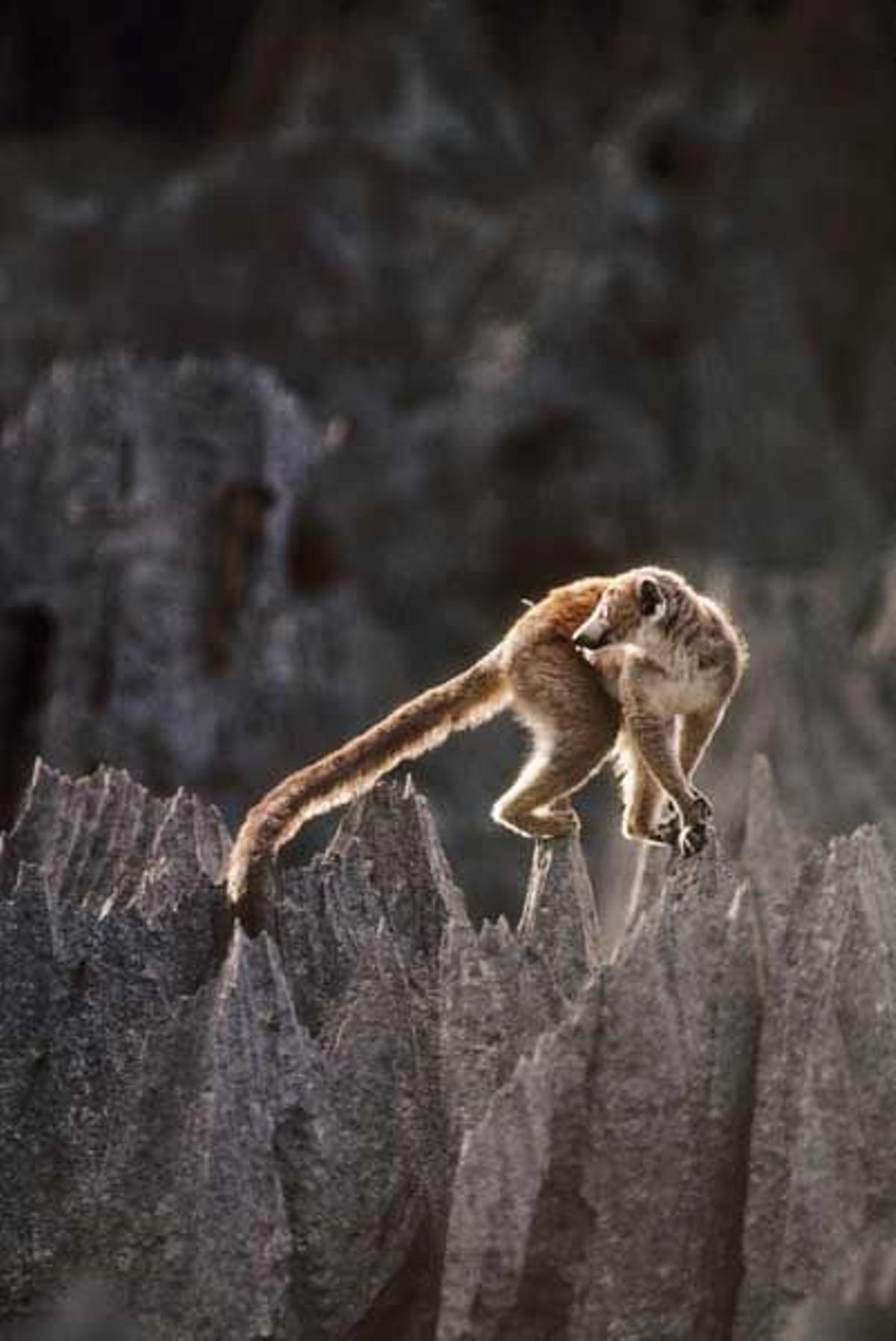 Lemur coronado sobre pináculos de piedra caliza en el Parque Nacional de Ankarana.