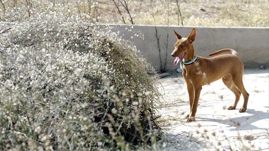 Un perro de raza podenco, similar a los que participarán en el campeonato de Trabajo.