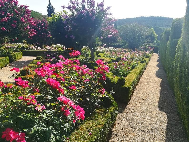 Rosa "Castell d'Alaquàs" en el palacio Casa Mateus de Oporto.