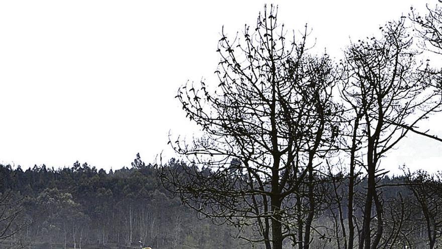 Imagen actual de la zona del pinar de Navia.