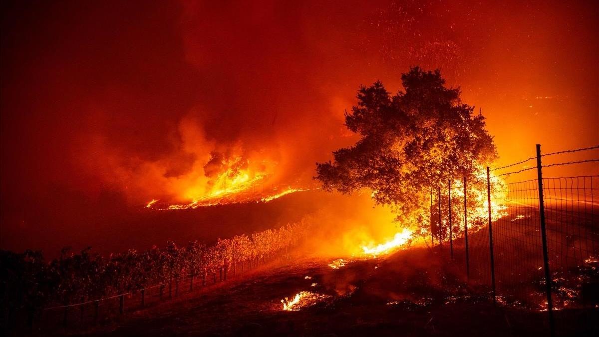 Las llamas entran en un viñedo de Geyserville durante el incendio que está asolando California.