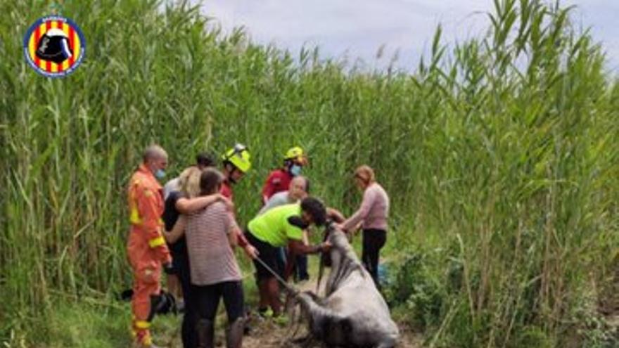 Rescatan un caballo que había caído a la marjal de Oliva