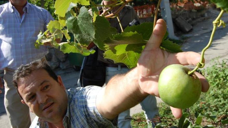 Alberto Taboada muestra la manzana que nace de una vid, ayer, en una finca de Vela, en Soutomaior, ante la mirada de un vecino.