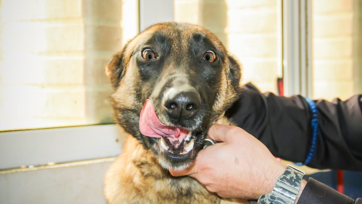 Shiva, una de las perras de la unidad, halló droga en un cargamento de ajos.