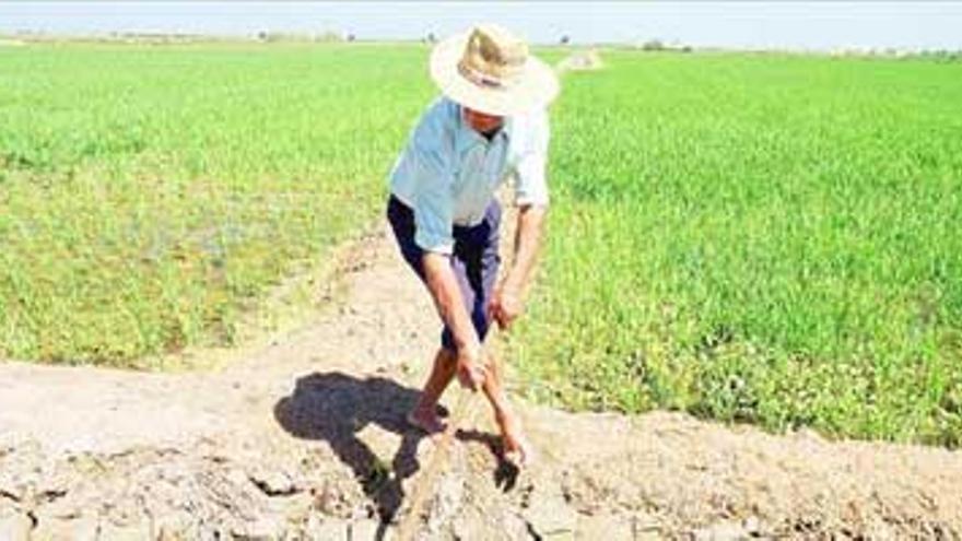 Una asociación de agricultores recomienda tratar particularmente la pudenta en las Vegas Altas