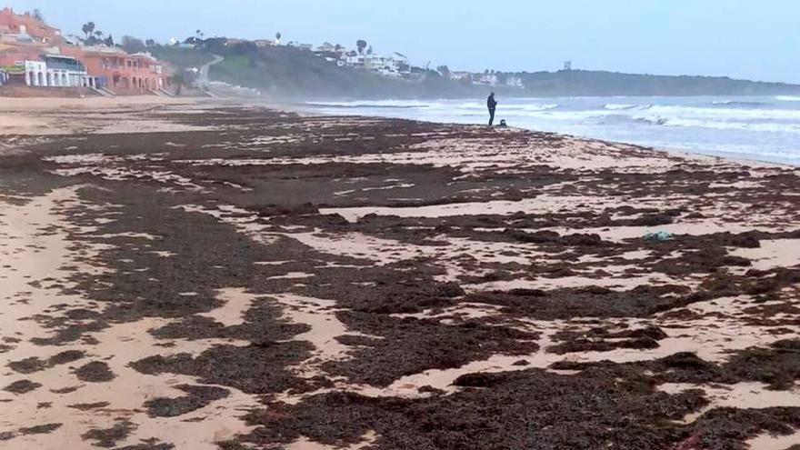 Una playa de Algeciras, infestada de un alga invasora &quot;en cantidades considerables&quot;