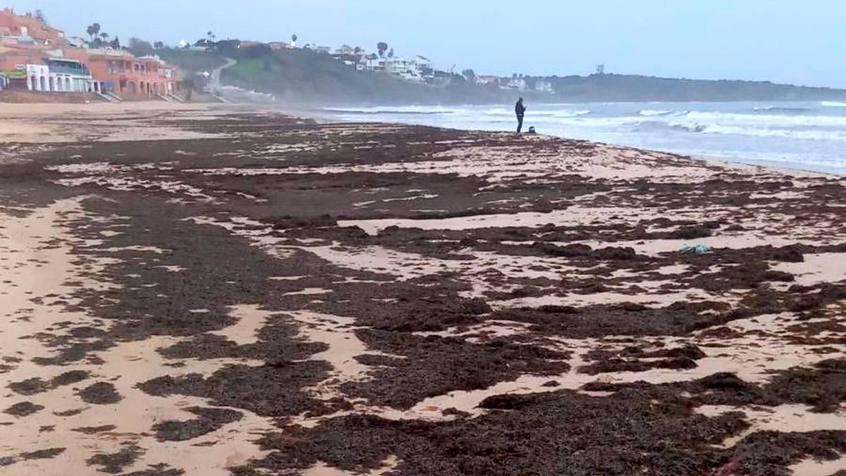 Imagen de las algas en la playa de Getares en Algeciras.