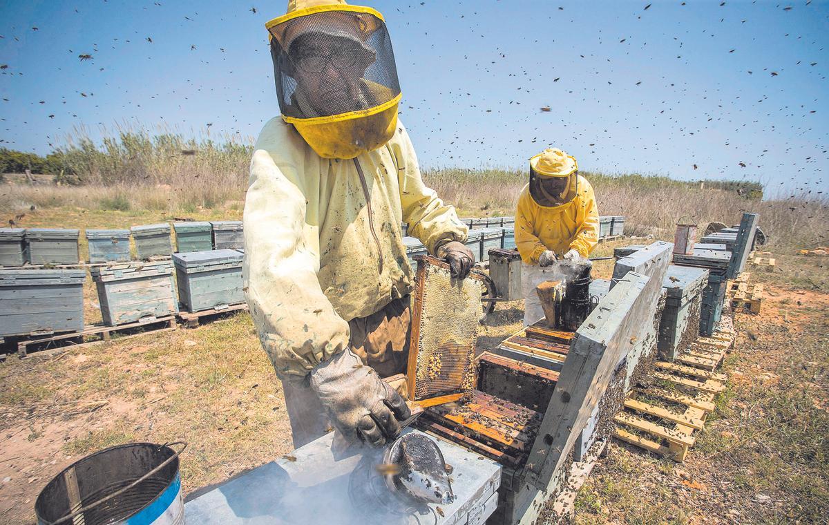 Un proyecto defiende cómo proteger y cuidar las colmenas de abejas