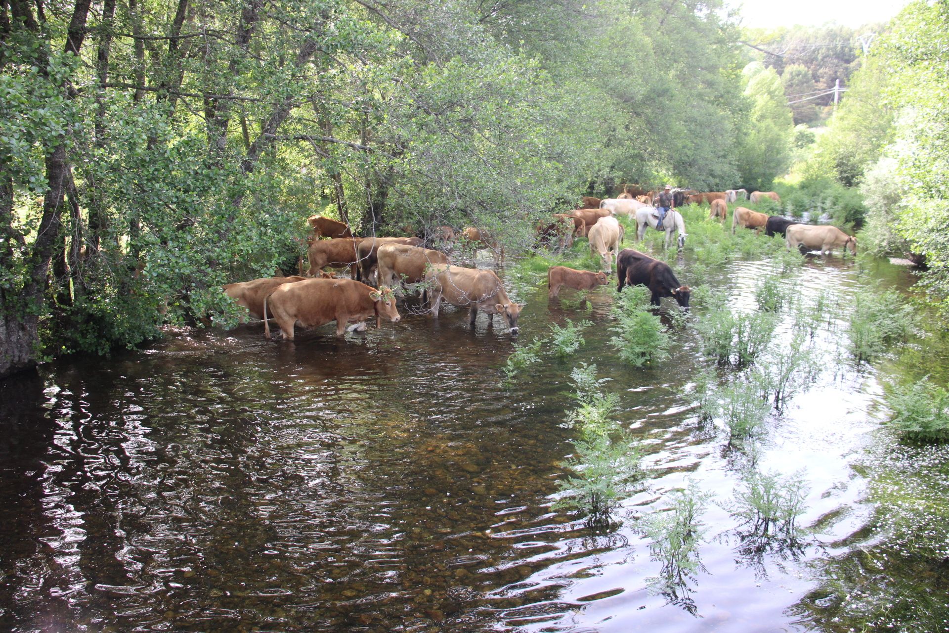 Trashumancia vacas sanabria. El ganado sube a la sierra en busca de pastos de verano