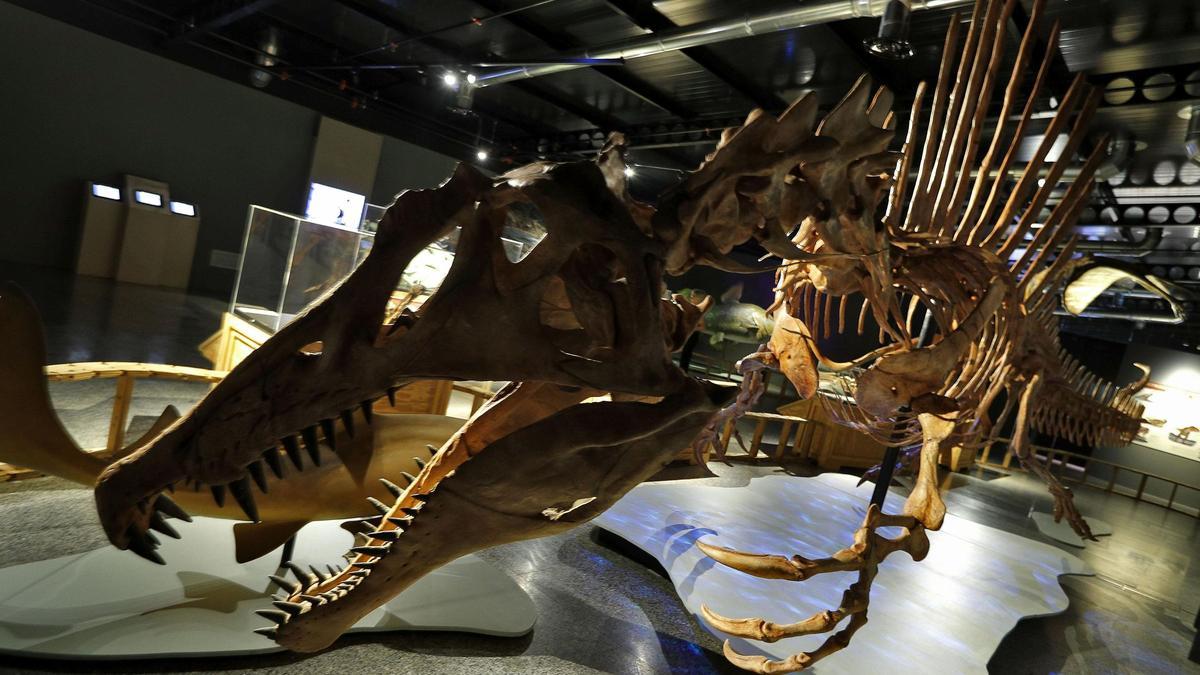 Un estudio muestra cómo corrían los dinosaurios carnívoros.