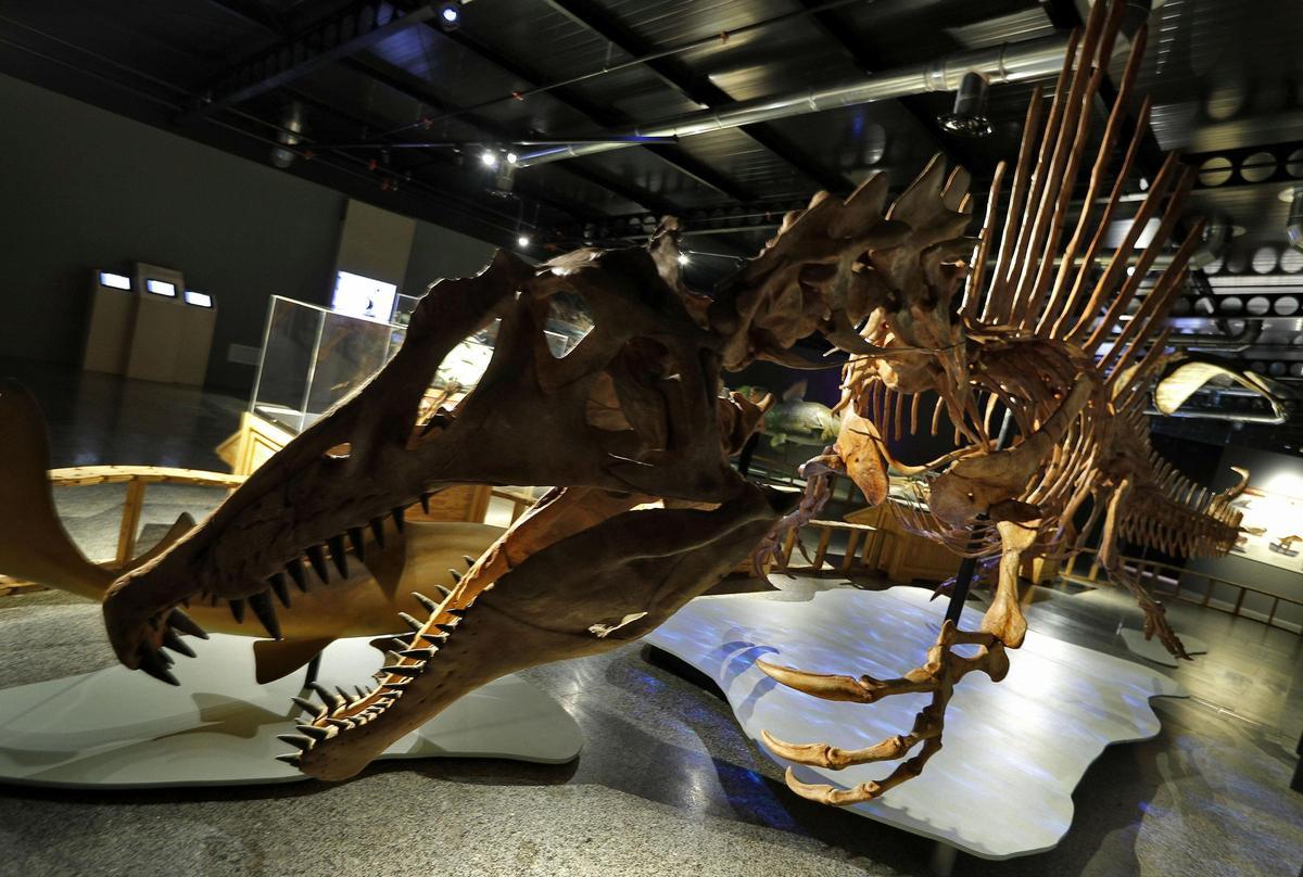 Un estudio muestra cómo corrían los dinosaurios carnívoros.
