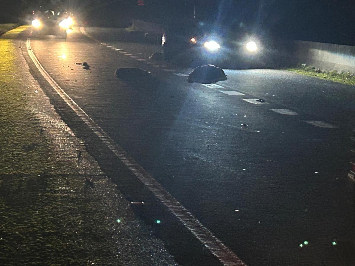 Animales muertos en la calzada.