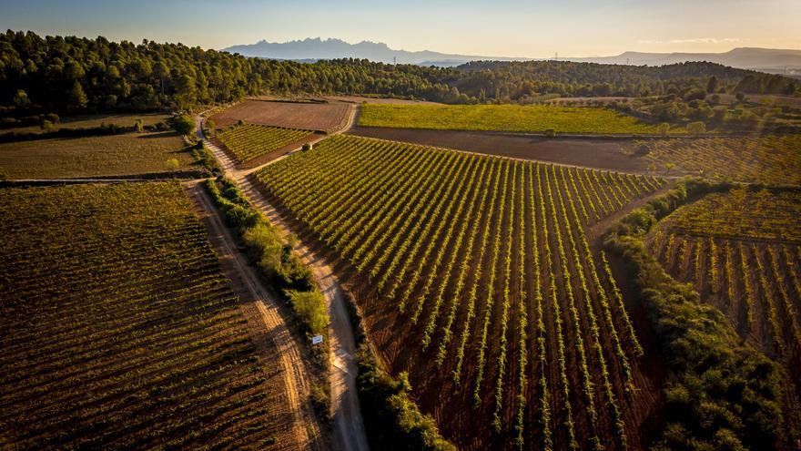 El Bages programa cinc activitats que marida amb el vi i el paisatge de vinya