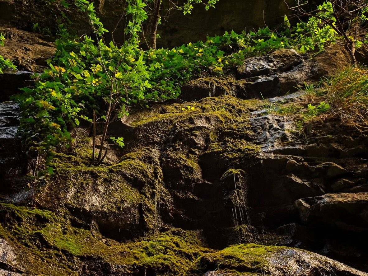 Desfile La Yecla, Burgos