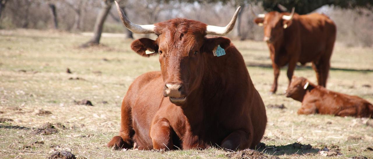 arios ejemplares de ganado vacuno, en una explotación en extensivo en Extremadura.