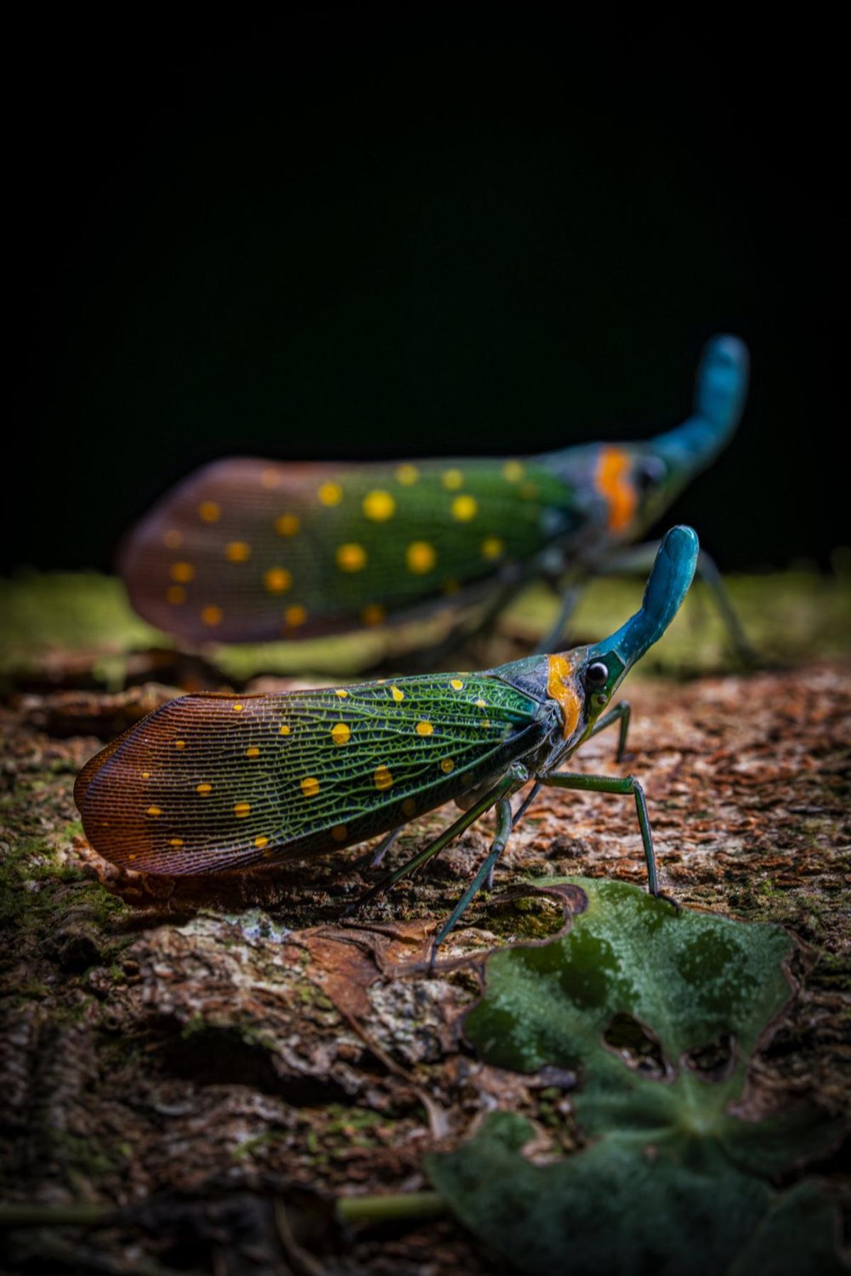En la categoría de retratos de animales: Oro: Khaichuin Sim, MALASIA.