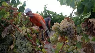 Un grupo de bodegas y lagares de Montilla-Moriles piden amparo a la Junta ante el «déficit» del consejo regulador