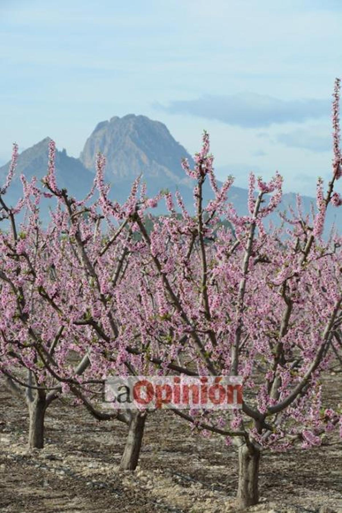 Comienza la Floración de Cieza