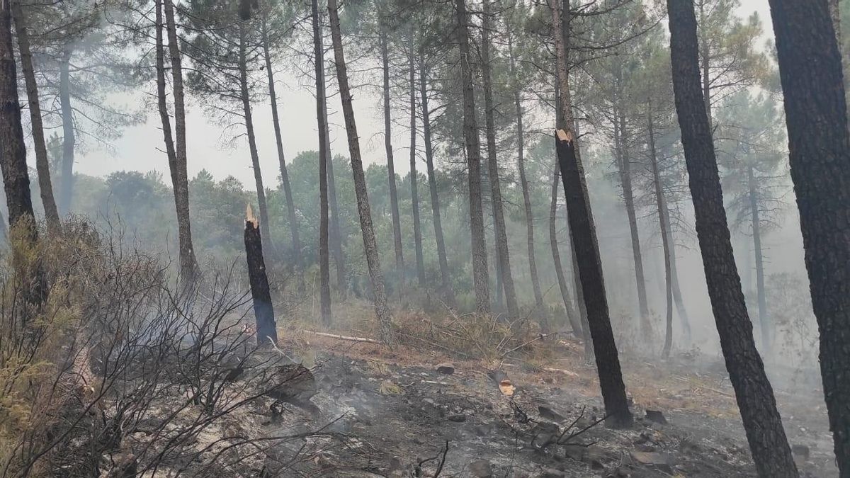 Zona devastada por el incendio en la Sierra de la Culebra que será objeto de restauración.