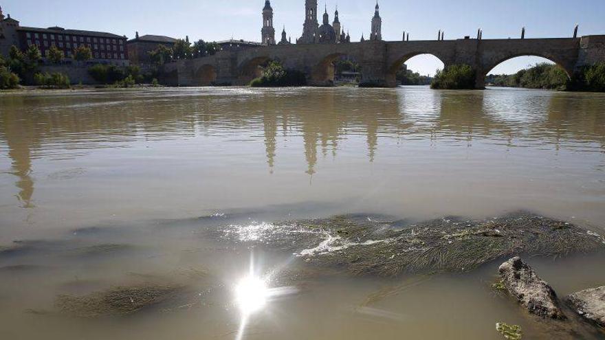 El consistorio no retirará las algas que han aparecido en el Ebro