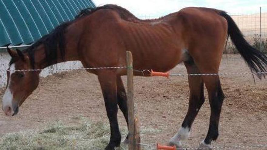 Aquisgrán fue un caballo de salto y polo que ahora tiene hiperlordosis