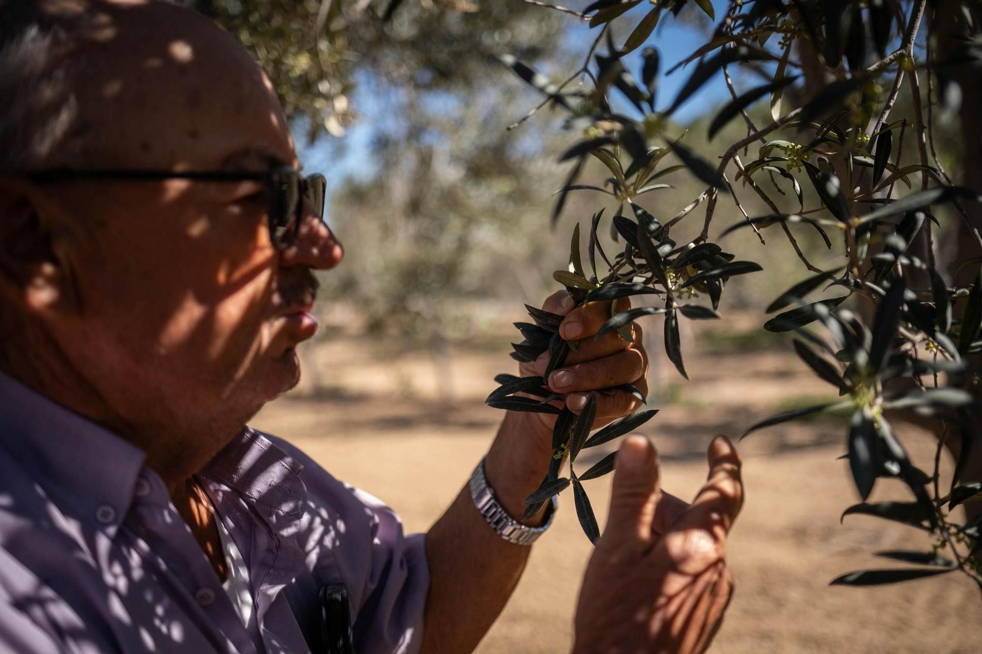 Manuel Marrero. agricultor afectado por la sequía