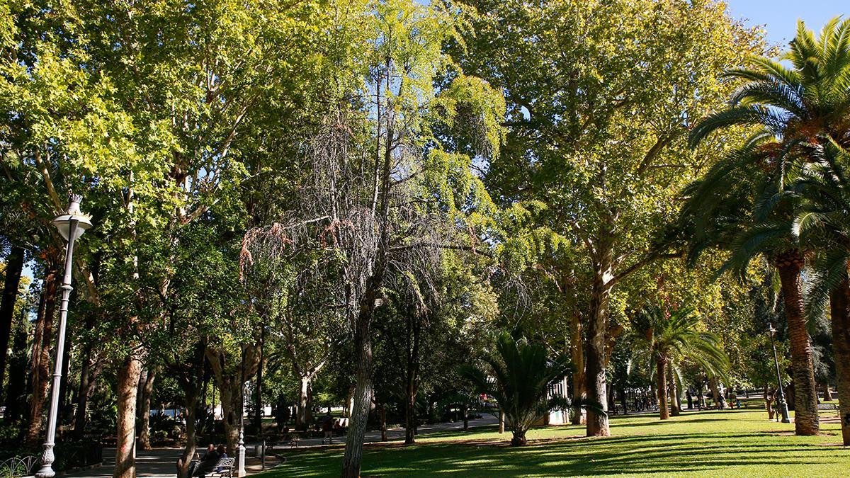 Ginkgo en los Jardines de la Agricultura
