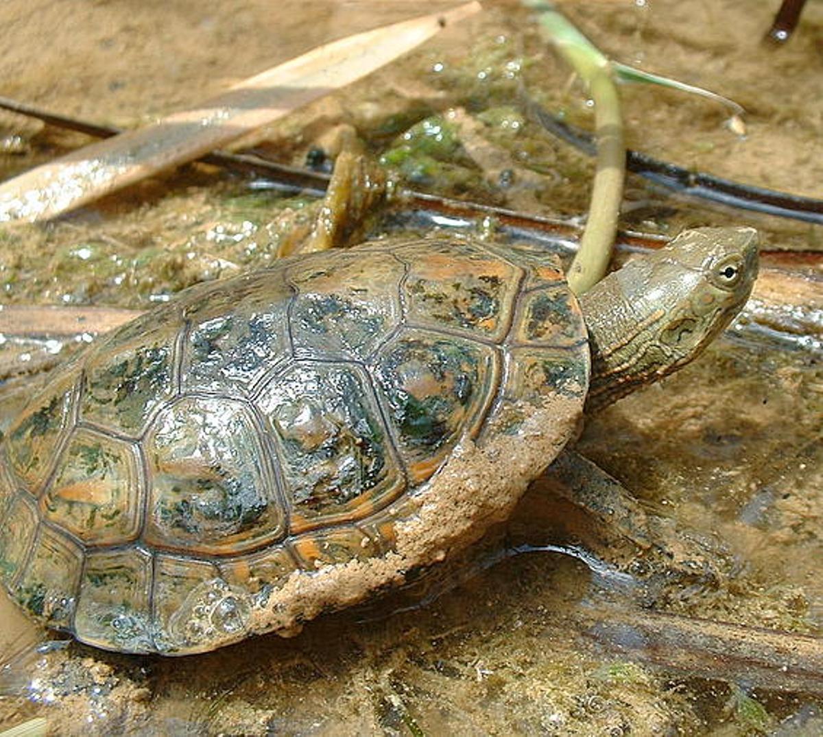 Un ejemplar de galápago leproso, especie autóctona en la Región.