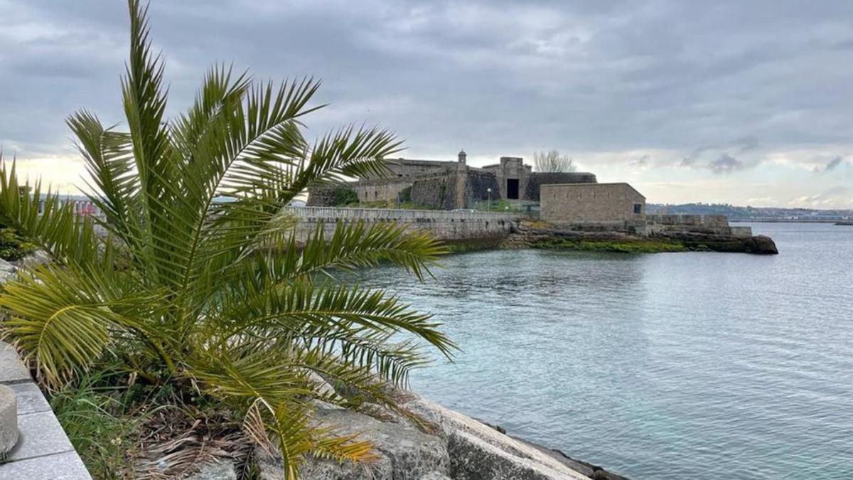 Palmera canaria. Es una planta ornamental exótica, endémica de las islas canarias, que se adapta fácilmente al clima de A Coruña. Carballeira indica que, si bien las palmeras se cultivan desde la antigüedad en sus áreas nativas por los dátiles y para ser utilizadas como materia prima para la construcción o textil, en Galicia tienen un componente sociocultural, ya que los emigrantes retornados de hispanoamérica las plantaban en sus casas “como signo de distinción”. | LOC